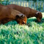 SnoutAbout Cozy Stain Removers for Dogs A
